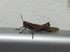 Schistocerca piceifrons