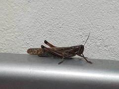 Schistocerca piceifrons