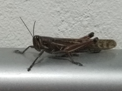 Schistocerca piceifrons