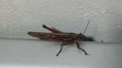 Schistocerca piceifrons