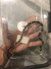 Leptodeira nigrofasciata