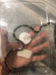 Leptodeira nigrofasciata