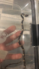 Leptodeira nigrofasciata