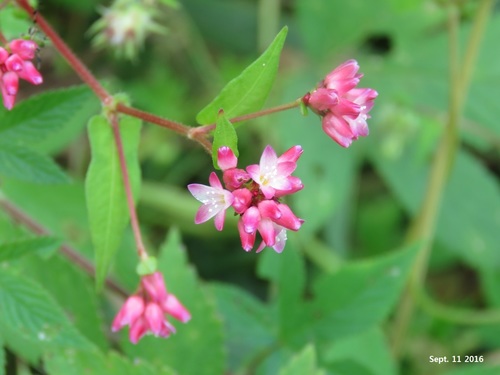 Thunberg’s smartweed