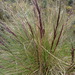 Calamagrostis intermedia - Photo (c) Mayriliz Coro, some rights reserved (CC BY-NC), uploaded by Mayriliz Coro