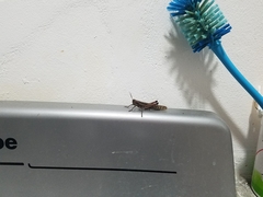 Schistocerca piceifrons