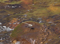 Notoaeschna sagittata