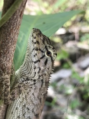 Calotes versicolor