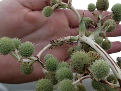 Paramantispa decorata