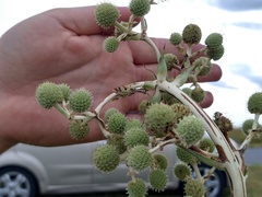 Paramantispa decorata