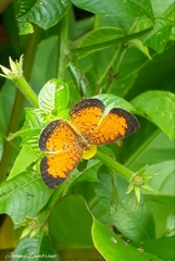 Mazia amazonica