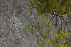 Phoradendron berteroanum