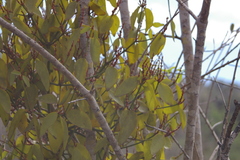 Phoradendron berteroanum