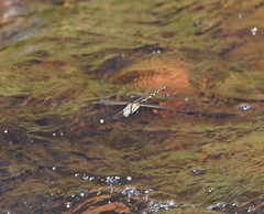 Notoaeschna sagittata