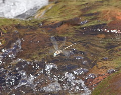 Notoaeschna sagittata