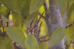 Phoradendron berteroanum