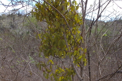 Phoradendron berteroanum