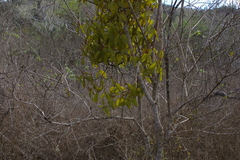 Phoradendron berteroanum