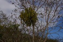 Phoradendron berteroanum