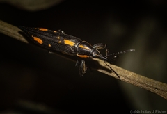 Rhinotia plagiata