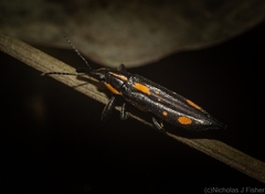 Rhinotia plagiata