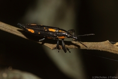 Rhinotia plagiata