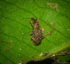 Storeus