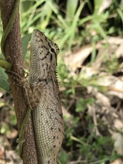 Calotes versicolor