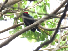 Chiroxiphia lanceolata