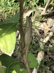 Calotes versicolor