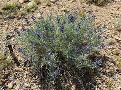 Lupinus argenteus montigenus