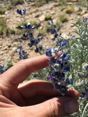 Lupinus argenteus montigenus