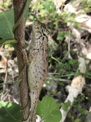 Calotes versicolor