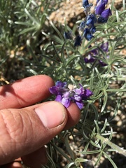 Lupinus argenteus montigenus