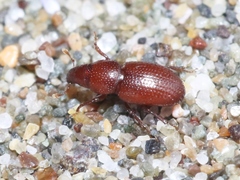 Elassoptes marinus