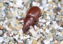 Elassoptes marinus