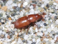 Elassoptes marinus
