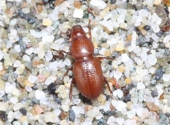 Elassoptes marinus