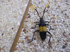 Pachyteria dimidiata