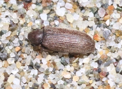 Hemicoelus