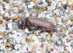 Hemicoelus