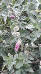 Hibiscus diversifolius rivularis