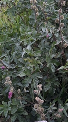 Hibiscus diversifolius rivularis