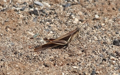Stenocatantops splendens