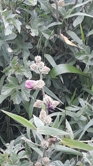 Hibiscus diversifolius rivularis