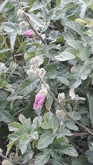 Hibiscus diversifolius rivularis