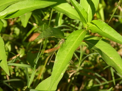 Coenagrionidae