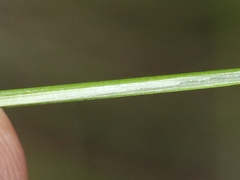 Juncus occidentalis