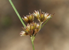Juncus occidentalis