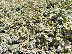 Atriplex buchananii